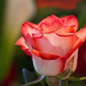 Hermosa Rosa Roja