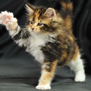 Gatito Calico Juguetón