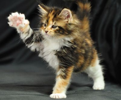 Gatito Calico Juguetón