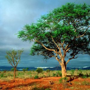 Paisaje Verde con Árbol