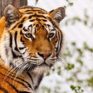 Primer Plano de un Tigre Majestuoso