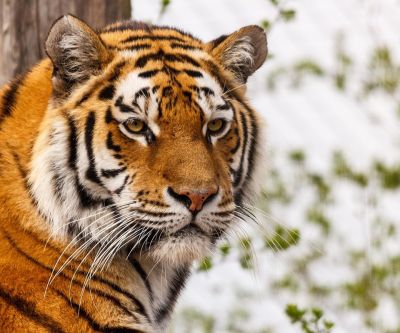 Primer Plano de un Tigre Majestuoso