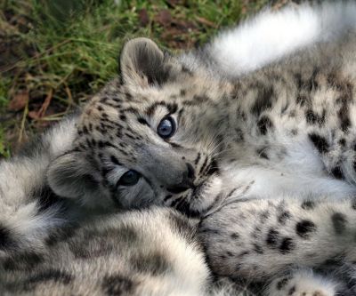 Cachorro de Leopardo de Nieve