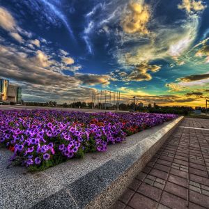 Atardecer Vibrante sobre Jardín de Flores