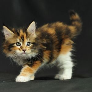 Adorable gatito calico