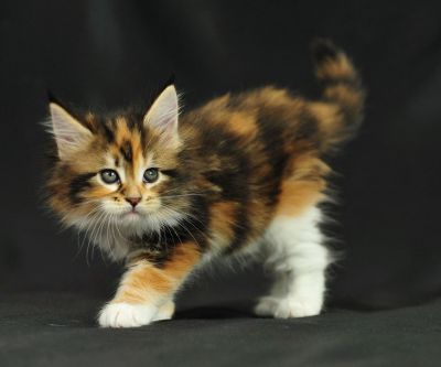 Adorable gatito calico