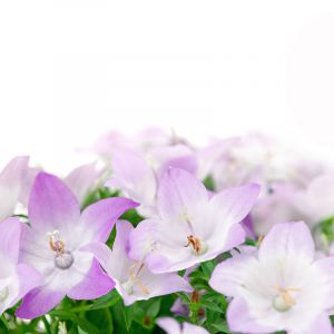 Hermosas Flores Moradas