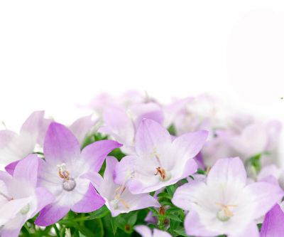 Hermosas Flores Moradas