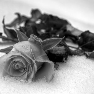 Rosa en Blanco y Negro