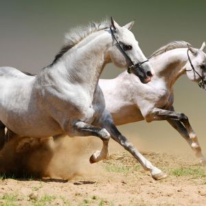 Caballos Corriendo en Movimiento