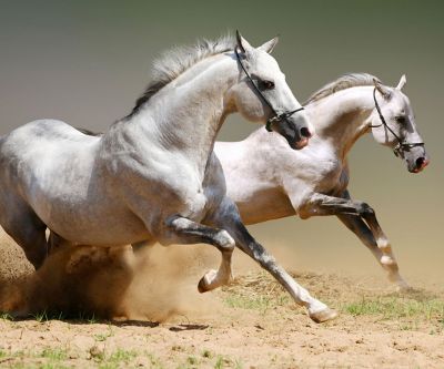 Caballos Corriendo en Movimiento