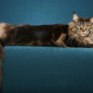 Majestuoso Gato Maine Coon