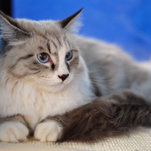 Gato Esponjoso con Ojos Azules