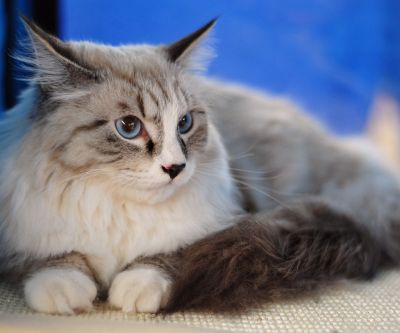 Gato Esponjoso con Ojos Azules