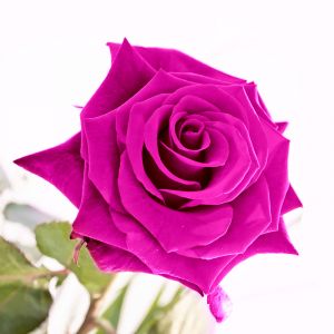 Hermosa Rosa Rosa
