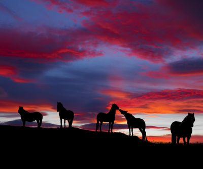 Caballos Silueteados al Atardecer