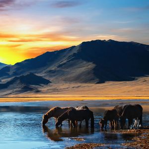 Caballos Majestuosos Junto al Lago