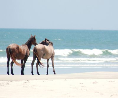Caballos en la Playa