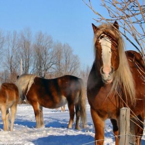 Caballos Majestuosos en Invierno