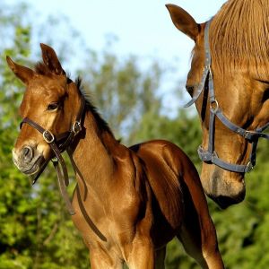 Caballo Madre y Potro