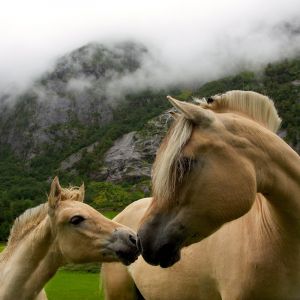 Hermosos Caballos en la Naturaleza