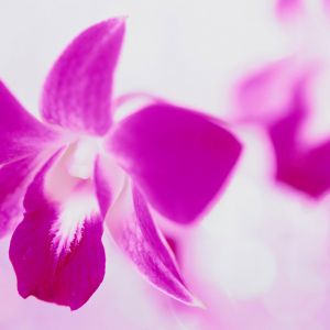 Hermosa Orquídea Rosa