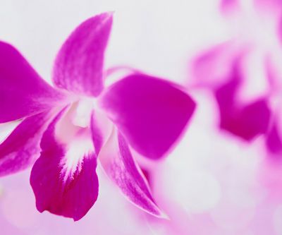 Hermosa Orquídea Rosa