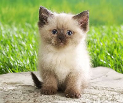 Gatito Lindos en el Césped