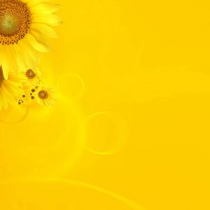 Fondo de Girasoles Brillantes