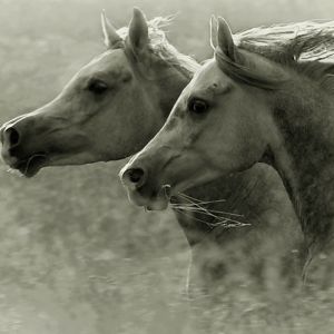 Caballos Majestuosos Corriendo