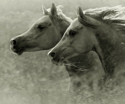 Caballos Majestuosos Corriendo