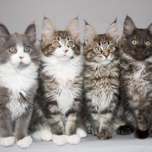 Adorables Gatitos Maine Coon