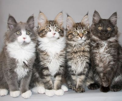 Adorables Gatitos Maine Coon