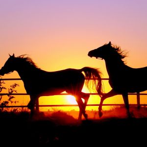 Silhouette de Caballos al Atardecer