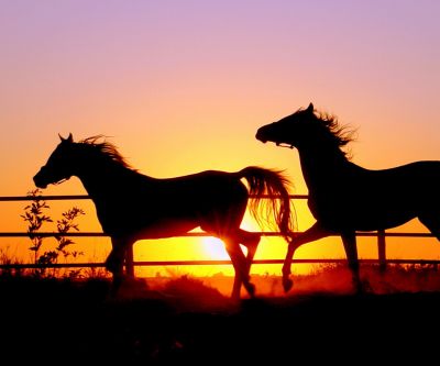 Silhouette de Caballos al Atardecer