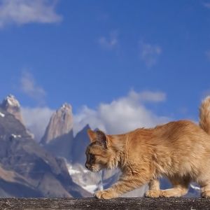 Gato Majestuoso en la Naturaleza