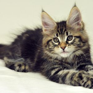 Adorable gatito Maine Coon