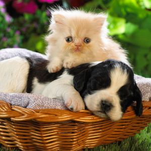 Cachorro y Gatito Adorable