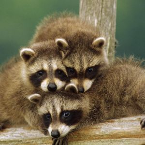 Bebés Mapaches Adorables