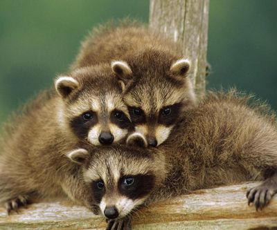 Bebés Mapaches Adorables
