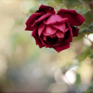 Hermosa Rosa Roja