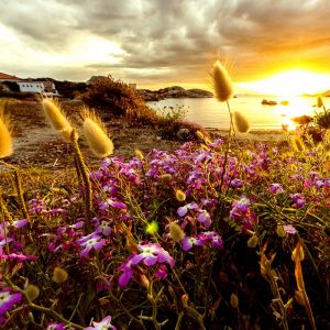Atardecer sobre Campo de Flores