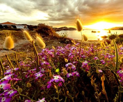 Atardecer sobre Campo de Flores