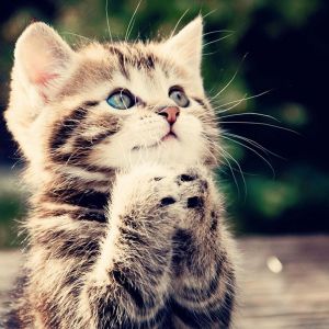 Gatito Adorable con Ojos Azules