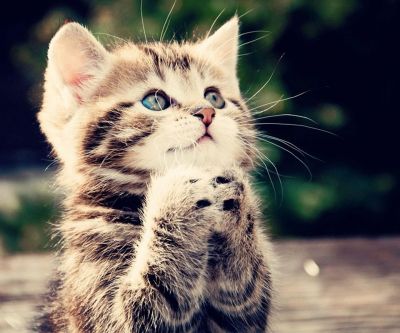 Gatito Adorable con Ojos Azules