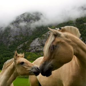 Hermosos Caballos en la Naturaleza
