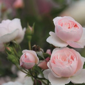 Hermosas Rosas Rosadas