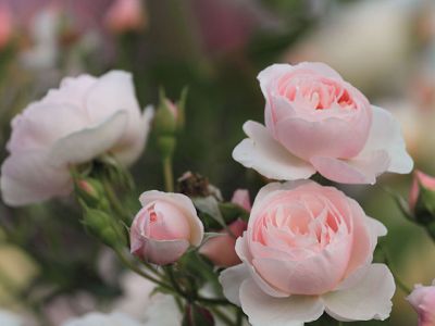 Hermosas Rosas Rosadas