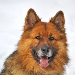 Retrato de perro lindo