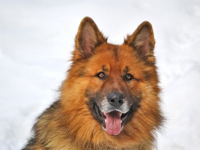 Retrato de perro lindo